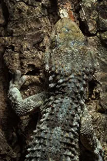 Gecko Prints: Common wall gecko (Tarentola mauritanica) camouflaged on a tree trunk