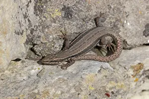 Squamata Prints: Common wall lizard (Podarcis muralis) resting on stone, Dorset, England, UK. April