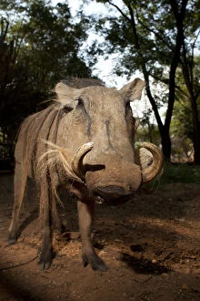 Pigs Gallery: Common warthog (Phacochoerus africanus) portrait, Chipangali Wildlife Orphange, Zimbabwe, November