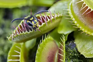 Images Dated 11th May 2012: Common wasp (Vespa vulgaris) caught in a Venus flytrap (Dionaea muscipula), cultivated