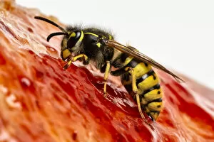 Common wasp (Vespula vulgaris) feeding on bread and jam. Monmouthshire, Wales, UK. March