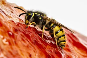 Images Dated 11th June 2019: Common wasp (Vespula vulgaris) feeding on bread and jam. Monmouthshire, Wales, UK. March
