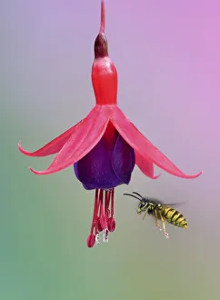 Wasp Prints: Common wasp (Vespula vulgaris) flying to fuchsia flower
