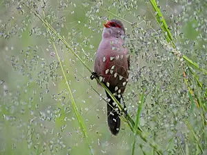 South Africa Prints: Common waxbill (Estrilda astrild) male