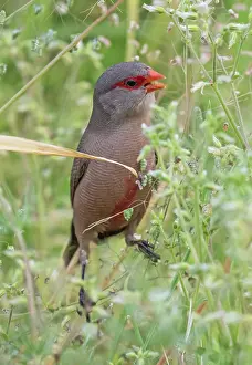 Southern Africa Prints: Common waxbill (Estrilda astrild) male