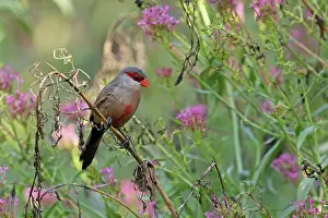 Common waxbill (Estrilda astrild) perched on branch with pink flowers, Barcelona, Spain. August