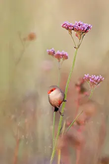 Estrildid Prints: Common waxbill (Estrilda astrild) perched on flower stem
