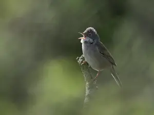 Singing Prints: Common whitethroat (Sylvia Communis) perched on branch singing, Essex, England, UK. April