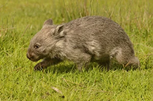Images Dated 11th November 2016: Common wombat (Vombatus ursinus) Tasmania, Australia