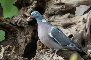 Bretagne Prints: Common wood pigeon (Columba palumbus) perched on a stump in undergrowth