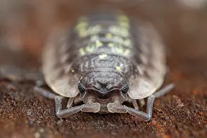 Isopodod Prints: Common woodlouse (Onisculus asselus) portrait