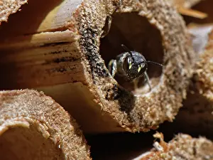 Colletidae Prints: Common yellow-faced bee (Hylaeus communis) emerging from its nest burrow in an insect hotel