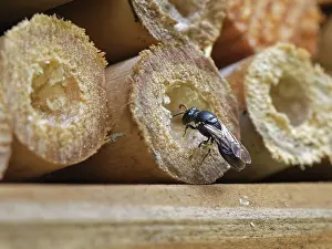 Colletidae Prints: Common yellow-faced bee (Hylaeus communis) excavating a nest burrow in an insect hotel