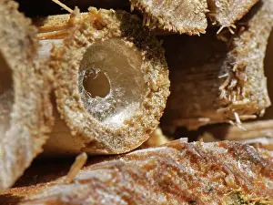 Colletidae Prints: Common yellow-faced bee (Hylaeus communis) nest burrow in an insect hotel