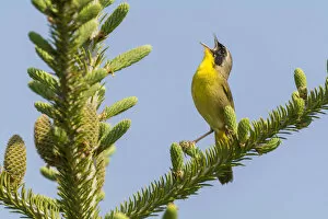 2018 July Highlights Collection: Common yellow throat (Geothlypis trichas) male, singing, Anchorage Provincial Park