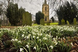 Commonly planted in churchyards, Common snowdrops (Galanthus nivalis