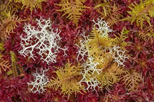 Bryophyta Prints: Commuity of mosses predominately red Sphagnum Moss (Sphagnum sp