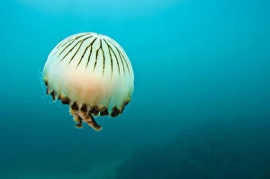 Compass jellyfish (Chrysaora hysoscella) swimming over a rocky reef, Plymouth, Devon