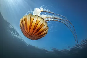 August 2022 Highlights Gallery: Compass jellyfish (Chrysaora hysoscella) feeding on plankton near surface, Falmouth