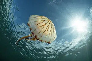 Scyphozoa Prints: Compass jellyfish (Chrysaora hysoscella) drifting close to surface with bright sunshine and blue sky above