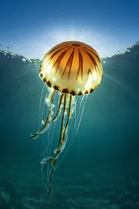 Compass jellyfish (Chrysaora hysoscella) with sunburst close to the surface, Cornwall, UK