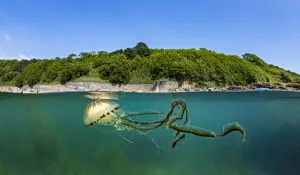 Split Level Prints: Compass jellyfish (Chrysaora hysoscella) swimming near surface, Cornwall, UK