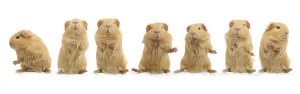 Panorama Prints: Composite image of dancing guinea pig, standing on hind legs sequence