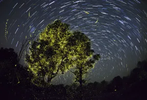 Composite image of Fireflies synchronize display just after first shower of monsoon