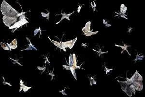 Arctiidae Gallery: Composite image of flying insects visiting blacklight, Texas, USA, September