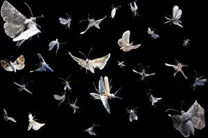 Composite image of flying insects visiting blacklight, Texas, USA, September