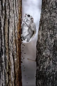 Composite Images Prints: Composite image showing Siberian flying squirrel (Pteromys volans orii)