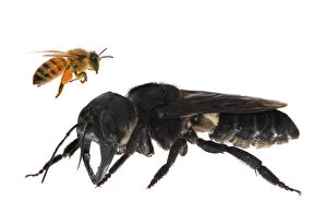 Size Gallery: Composite image of Wallacea┬Ç┬Ös giant bee (Megachile pluto) with European honey bee