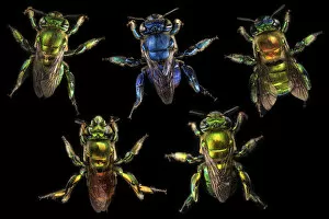 Images Dated 21st April 2020: Compsite of orchid bees (Euglossa sp. ) photographed on black in cloud forest