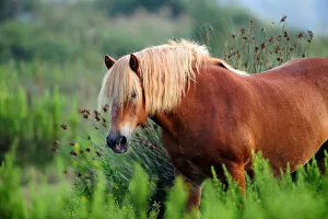 Images Dated 10th September 2011: Comtois Horse (Equus caballus). Camargue reserve, Rhone, France, September