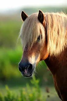 Comtois Horse (Equus caballus). Camargue reserve, Rhone, France, September