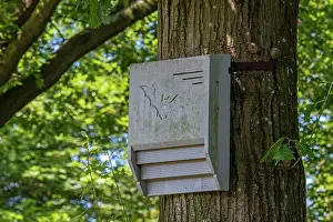 Nature Reserve Prints: Concrete bat box - artificial roost for bats fixed against tree trunk in forest nature reserve