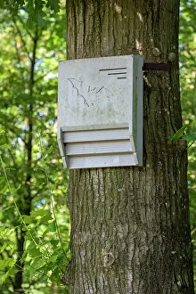 Nature Reserve Prints: Concrete bat box - artificial roost for bats fixed against tree trunk in forest nature reserve