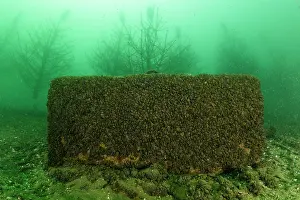 Invasive Prints: Concrete block on lake bed covered with Quagga mussels (Dreissena bugensis)