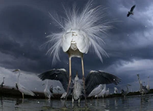 Confrontation between a great egret (Ardea alba) and grey heron (Ardea cinerea), Lake Csaj