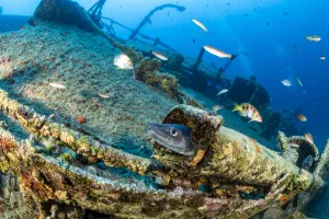 Conger eel, (Conger conger) on Teti shipwreck which sank on a stormy night on 23 May 1930