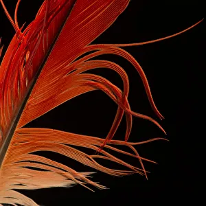 Part Of Prints: Congo African Grey Parrot (Psittacus erithacus) tail feather against black background