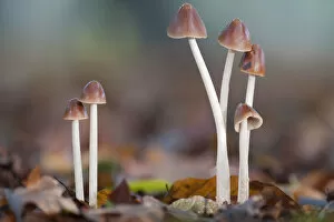 Agaricomycetes Gallery: Conical Brittlestem mushrooms (Psathyrella conopilus), Peerdsbos, Brasschaat, Belgium, October