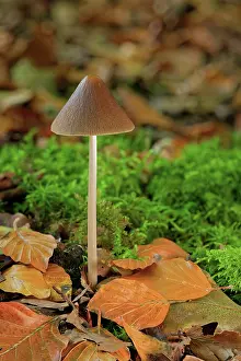 Fungi Prints: Conical brittlestem (Parasola conopilus) growing among leaf litter in woodland