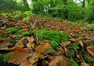 Fungi Prints: Conical brittlestem (Parasola conopilus) growing among leaf litter in woodland