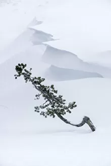 2019 April Highlights Gallery: Conifer sapling emerging from snow drift with cornice. Hayden Valley, Yellowstone National Park