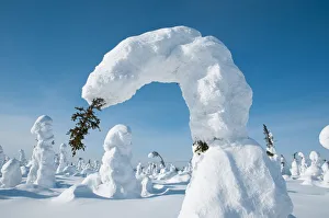Bending Prints: Conifer tree bent under the weight of snow, Kuntivaara, Finland