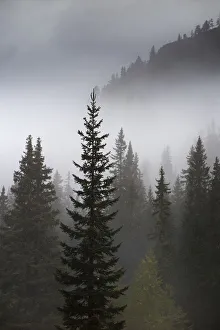 Dolomites Prints: Conifer trees in mist at Alpe de Lerosa, Dolomite Mountains, Belluno Province, Veneto