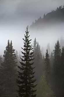Conifer trees in mist at Alpe de Lerosa, Dolomite Mountains, Belluno Province, Veneto
