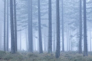Tranquility Gallery: Coniferous forest in mist at Bolderwood. New Forest National Park, Hampshire, England