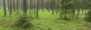 Images Dated 11th December 2009: Coniferous forest in spring, near Vilnius, Lithuania, May 2009